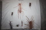 Bug T-Shirt Size Large One of a Kind